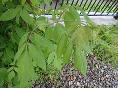 Acer negundo