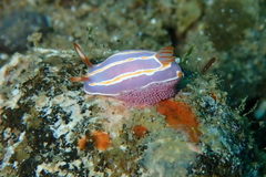 Mexichromis trilineata