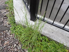 Phleum pratense