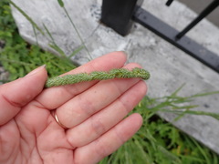 Phleum pratense