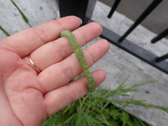 Phleum pratense