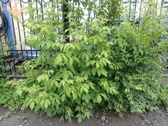 Acer negundo
