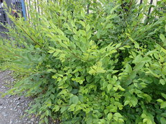 Ulmus pumila