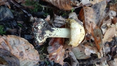 Cortinarius citrinus
