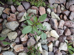 Bidens frondosa