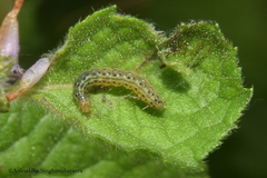 Pyrausta phoenicealis