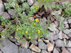 Senecio vulgaris
