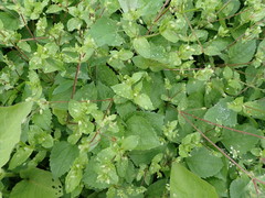 Stellaria media
