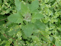 Chenopodium album