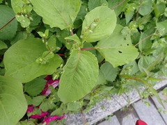 Persicaria orientalis