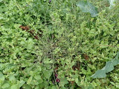 Equisetum arvense