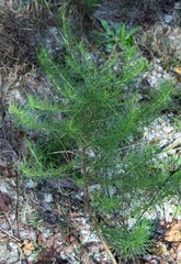 Artemisia capillaris