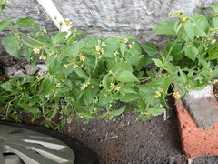 Galinsoga quadriradiata