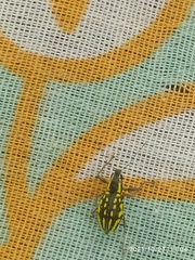 Coleoptera