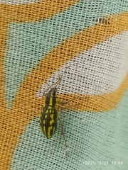 Coleoptera