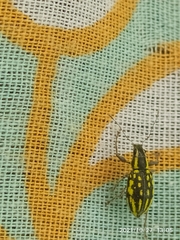 Coleoptera