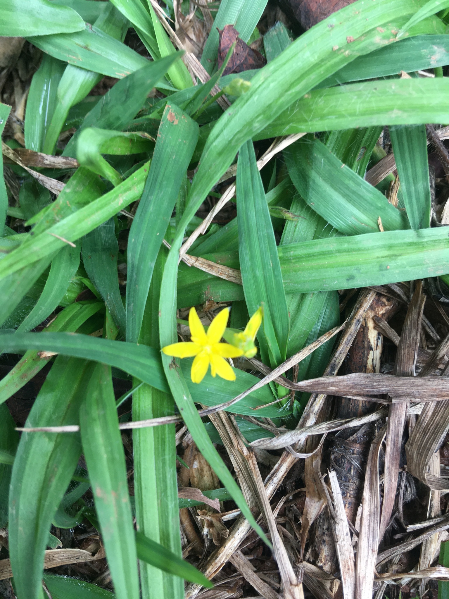 Hypoxis decumbens