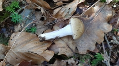 Cortinarius livido-ochraceus