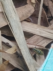 Coleoptera