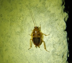 Ectobius vittiventris