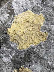 Xanthocarpia ochracea