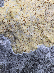 Xanthocarpia ochracea