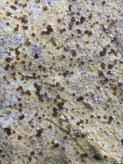 Xanthocarpia ochracea