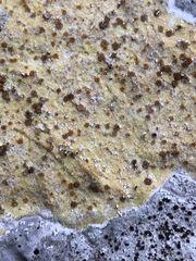 Xanthocarpia ochracea