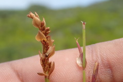 Elegia microcarpa