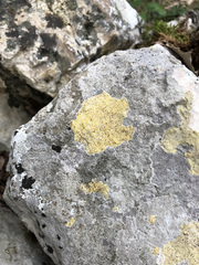 Xanthocarpia ochracea