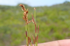 Elegia microcarpa