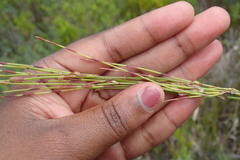 Elegia microcarpa