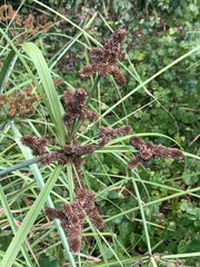 Cyperus ligularis image