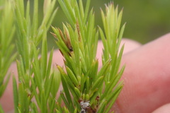 Coleonema pulchellum