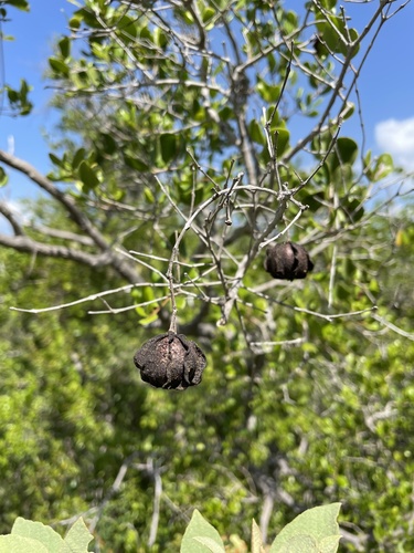 Eugenia woodburyana, 2021-10-26