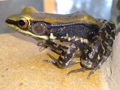 Hydrophylax bahuvistara