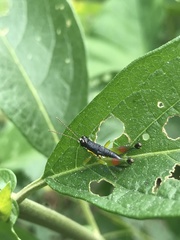 Liebermannacris dorsualis