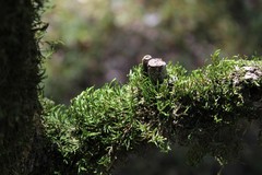 Cryphaea heteromalla