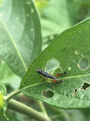 Liebermannacris dorsualis