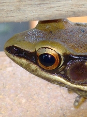 Hydrophylax bahuvistara