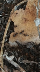 Crematogaster auberti