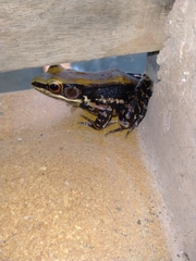 Hydrophylax bahuvistara