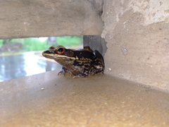 Hydrophylax bahuvistara