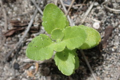 Chaenostoma cordatum