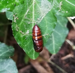 Notodonta dromedarius