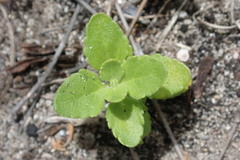 Chaenostoma cordatum