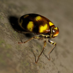 Ceratogergithus pseudotessellatus
