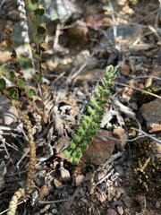 Notholaena trichomanoides