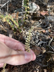 Notholaena trichomanoides