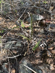 Notholaena trichomanoides